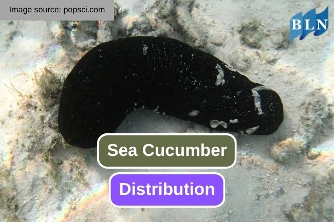 Exploring the Distribution of Sea Cucumber